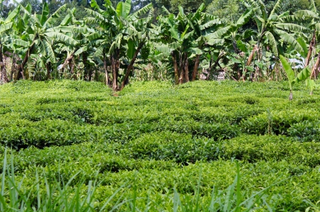    Tea and banana trees abound in the village.   